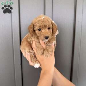 Laya, Mini Goldendoodle Puppy